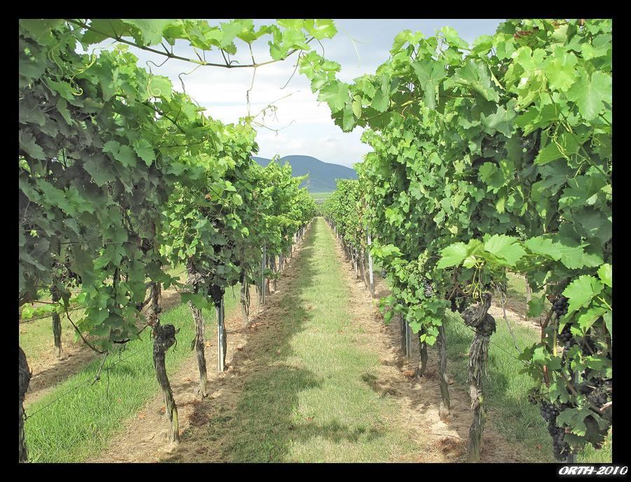 Gaestehaus Weingut Glas Neustadt an der Weinstrasse Exterior photo